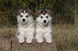 ALASKAN MALAMUTE 521